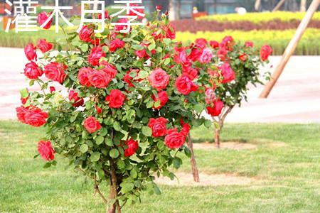 Rose shaped shrub jpg