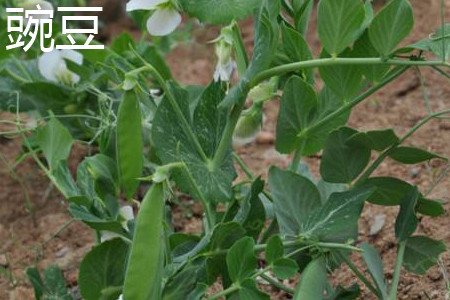 Pea leaves jpg