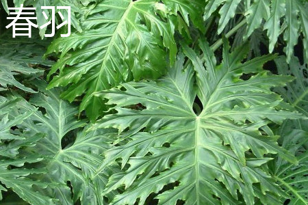 Philodendron selloum