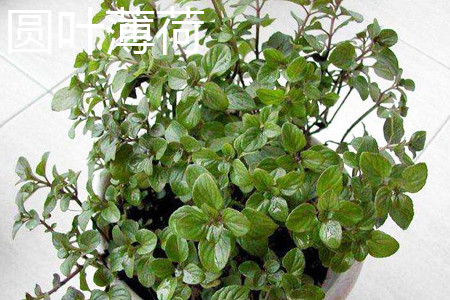 Peppermint plant with round leaves jpg