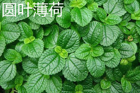 Mint leaves with round leaves jpg