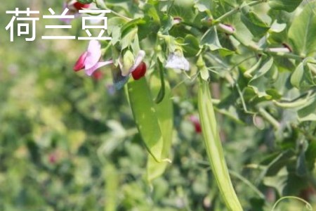 snow pea