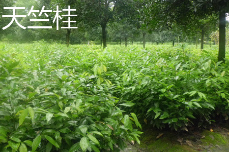 Cinnamomum japonicum