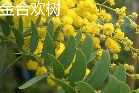 an acacia