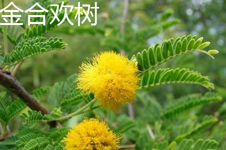 an acacia