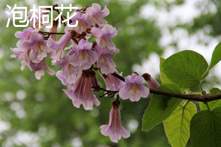 Paulownia