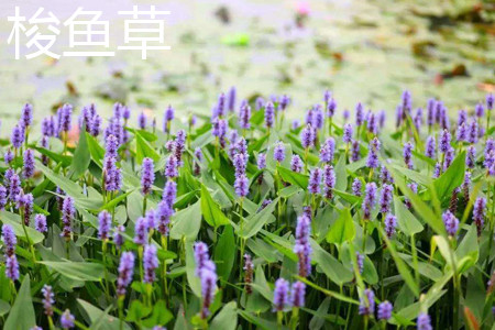 pickerelweed 