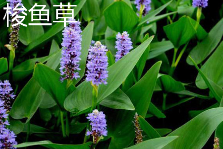 pickerelweed 