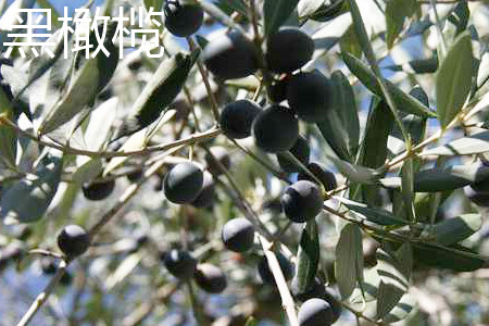 Black olive