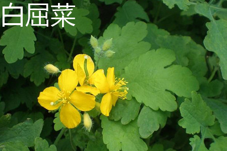 greater celandine