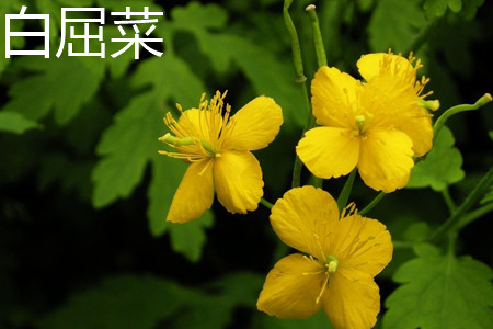 greater celandine