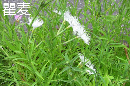 Dianthus Superbus