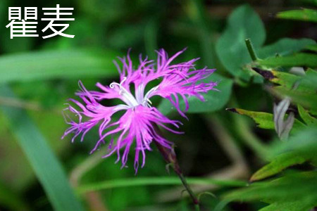 Dianthus Superbus