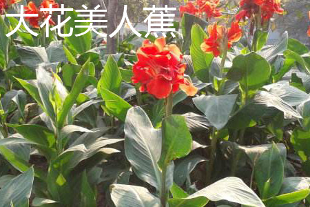 Canna generalis