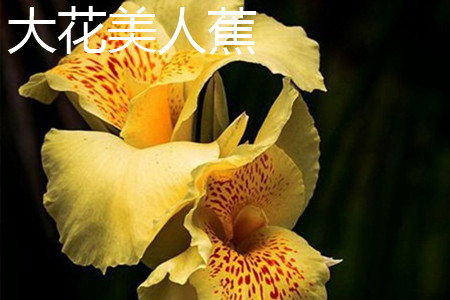 Canna generalis