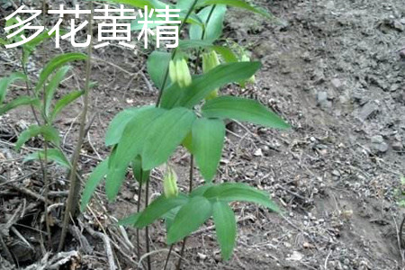 Polygonatum multiflorum