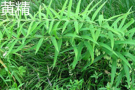 Polygonatum