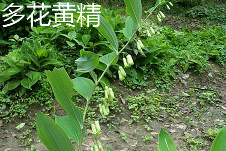 Polygonatum multiflorum