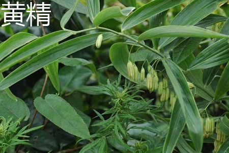 Polygonatum