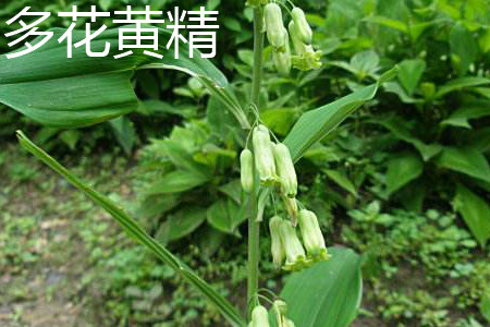 Polygonatum multiflorum