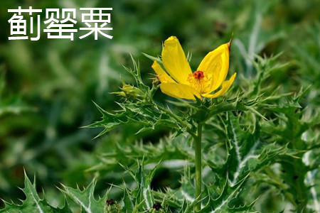 Thistle poppy