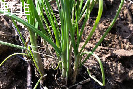 Fragrant-flowered Garlic