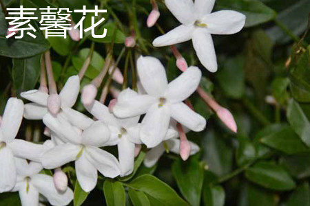 Jasmine Flower