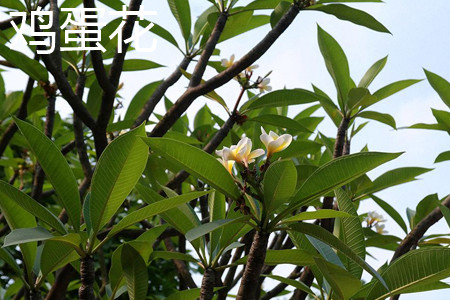 Plumeria rubra