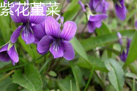 Viola grypoceras 