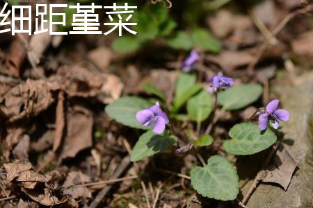 viola tenuicornis 