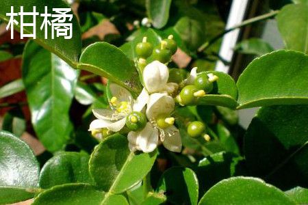 Citrus flowers jpg