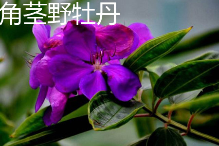 Tibouchina granulosa 