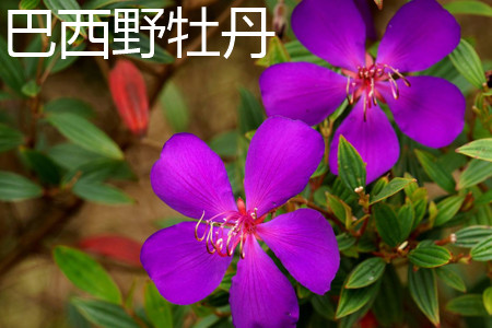 Tibouchina semidecandra 