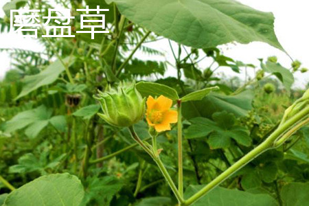 Millstone flower jpg