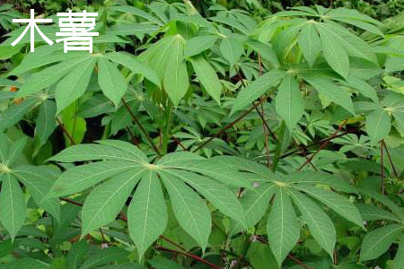 cassava