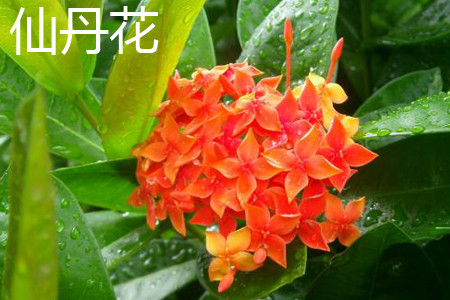 Ixora