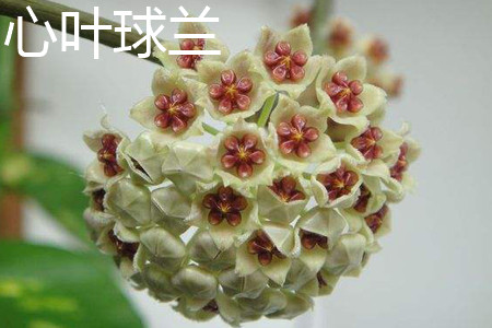 Hoya kerrii 