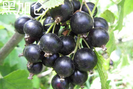 black currant