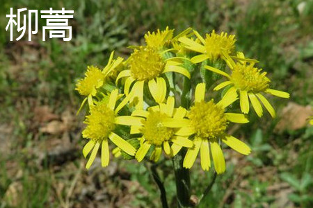 Artemisia annua