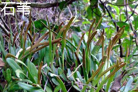 Stone reed