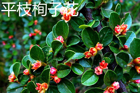 cotoneaster horizontalis 