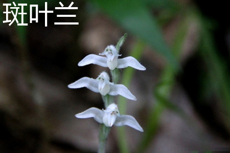 Spotted leaf orchid