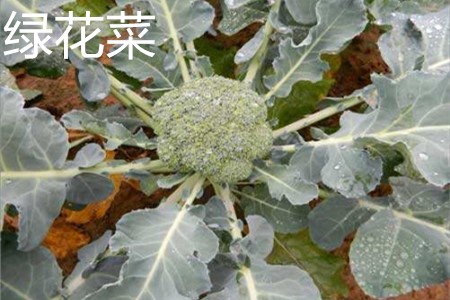 Green cauliflower leaves jpg