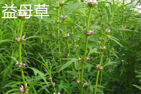 Motherwort