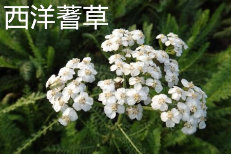 Yarrow