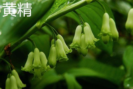 Polygonatum