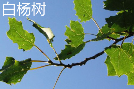 Poplar leaves jpg