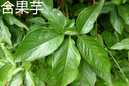 Taro leaves jpg