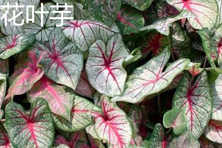 Caladium. jpg