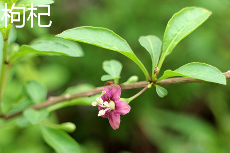 Chinese wolfberry